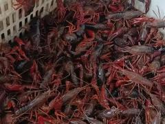 农业展会促进产销对接