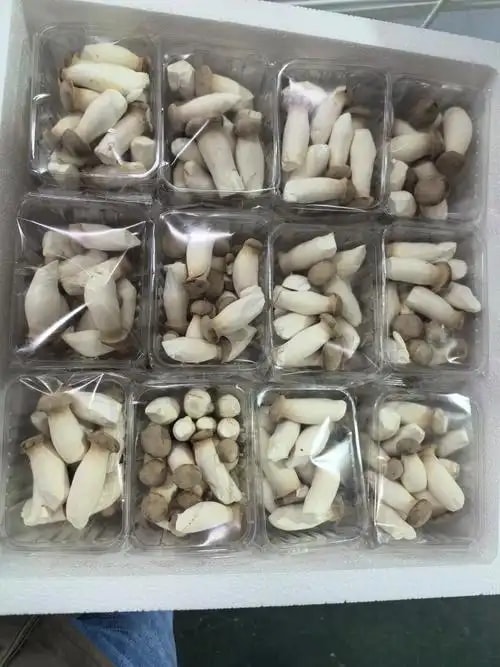 杏鲍菇批发