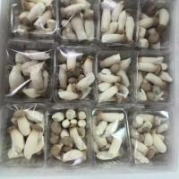 杏鲍菇批发