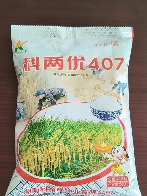 杂交水稻种子