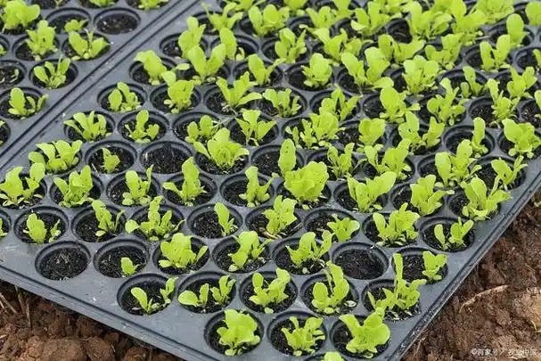 蔬菜育苗盘