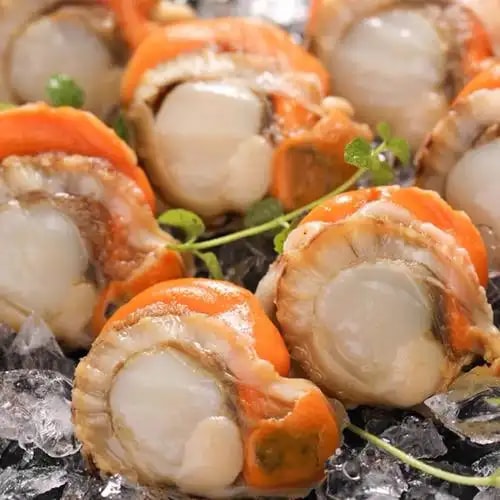 冷冻扇贝肉