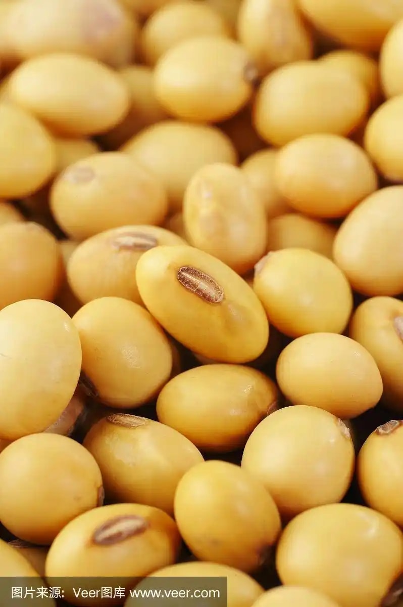大豆种子