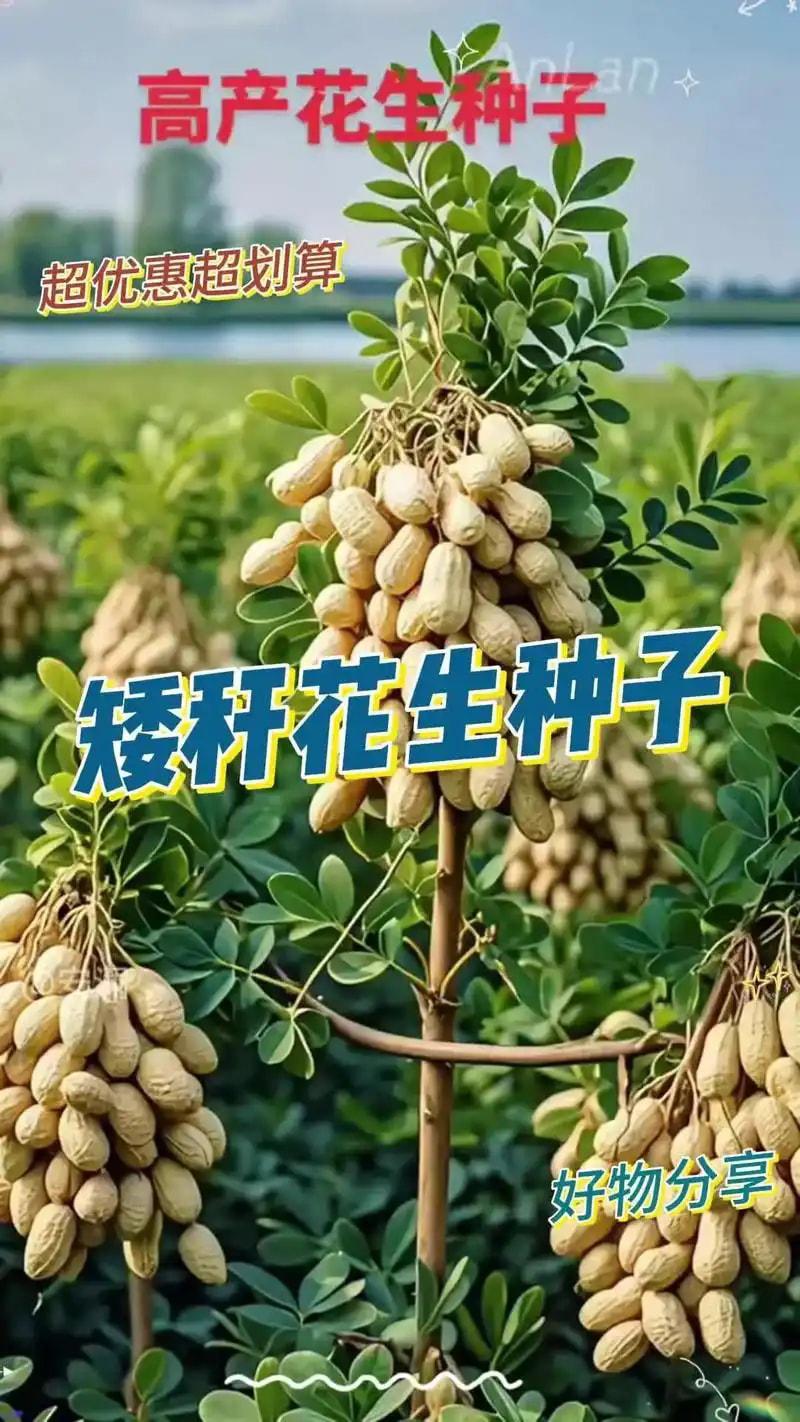 花生种子