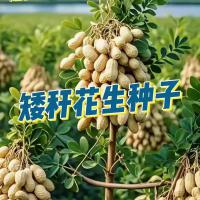 花生种子